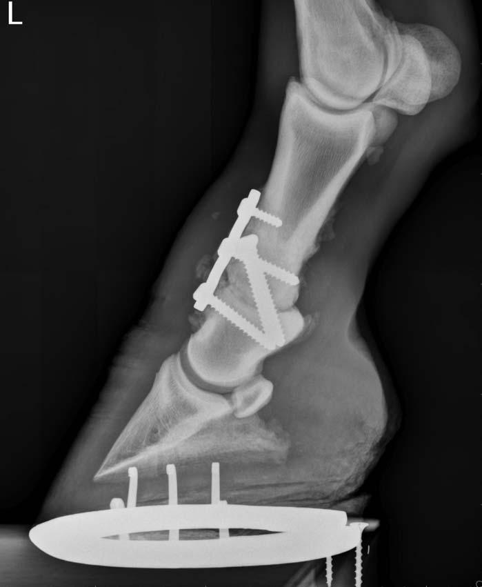 Pastern Joint - Treatments Joint Injections: Cortisone IRAP End-stage Disease