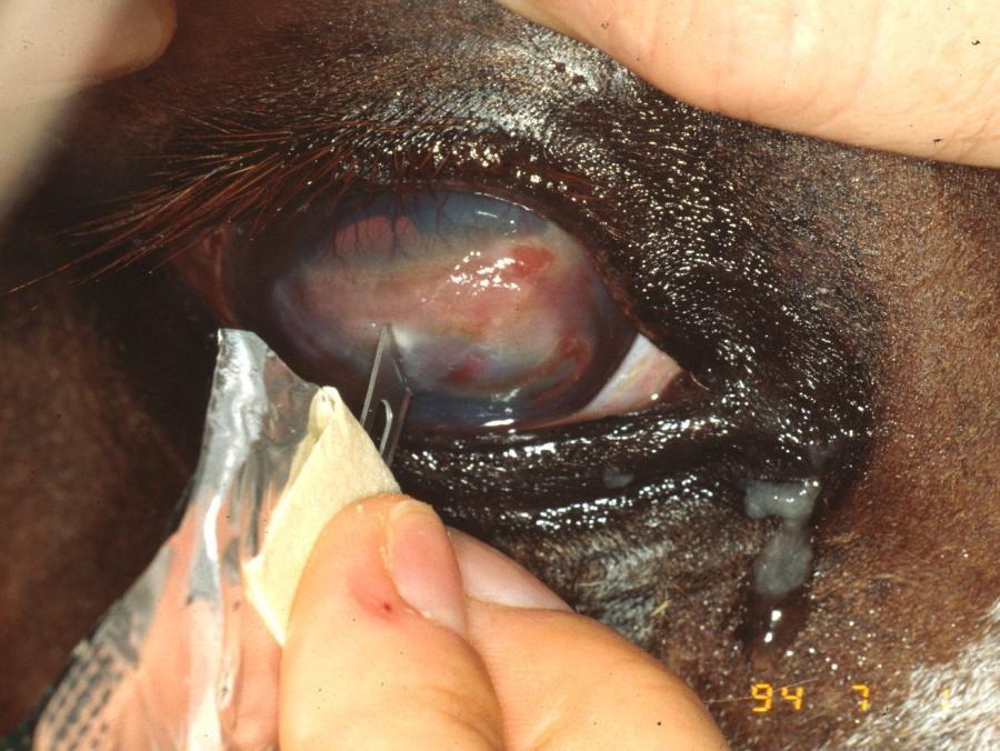 Deep corneal scrapings, at the edge and base of the ulcer, to detect bacteria and fungal