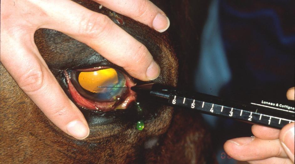 The reduced corneal sensitivity in neonatal foals may partially explain the lack of clinical signs in sick