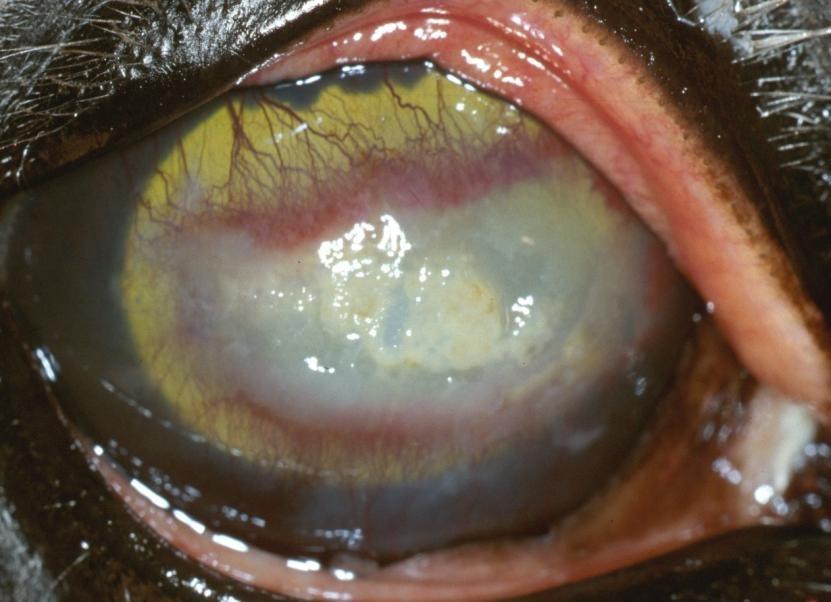 Corneal Colors White cornea: abscess or