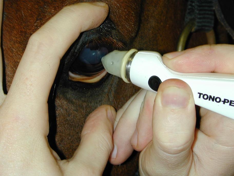 Tonopen 23.3 ± 6.9 mmhg (range in the horse is up to 37 mmhg!!) Manometry determined IOP = (1.
