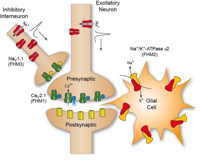 Migraine Genetics: Monogenetic Mendelian Disease Increase glutamate, K + E Na+ HCO3 (NBCe1) FHM4 5 Tottene