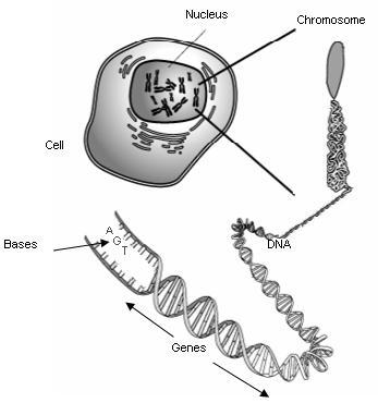 Chromosomes = strands of DNA in nucleus Gene = unit of
