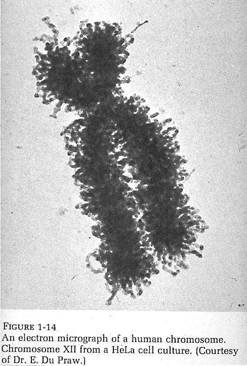chromosome Note the