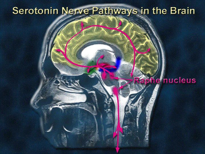Serotonin and Emotions Serotonin helps relay messages in our brain from one area to the next It influences brain cells related to; mood, desire, appetite, sleep, memory, some social