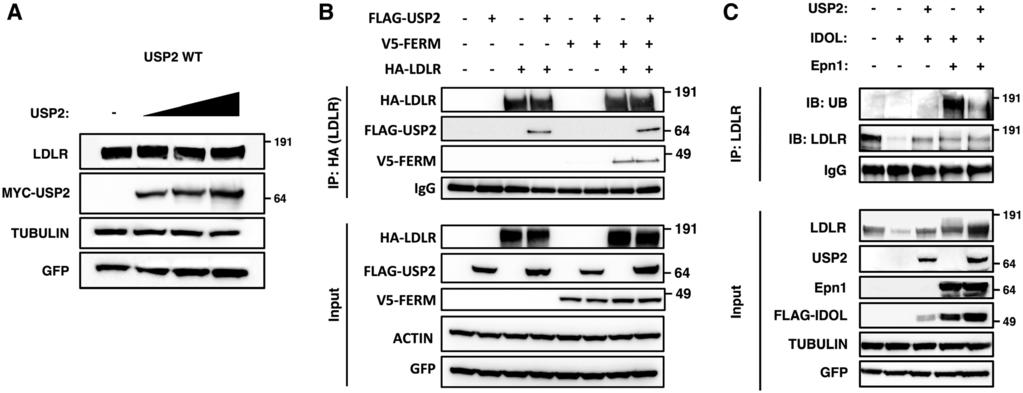 A, HepG2 and A431 cells were cultured for 16 hours in steroldepletion medium to induce LDLR. Subsequently, cells were transfected as indicated with control (nontargeting [NT]) or USP2 sirna.
