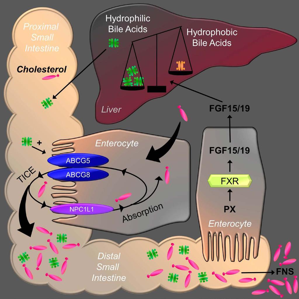 ABSTRACT GRAPHICAL ABSTRACT Transintestinal Cholesterol Excretion (TICE) is a major pathway of cholesterol excretion that, under control conditions, accounts for about 30% of daily fecal cholesterol