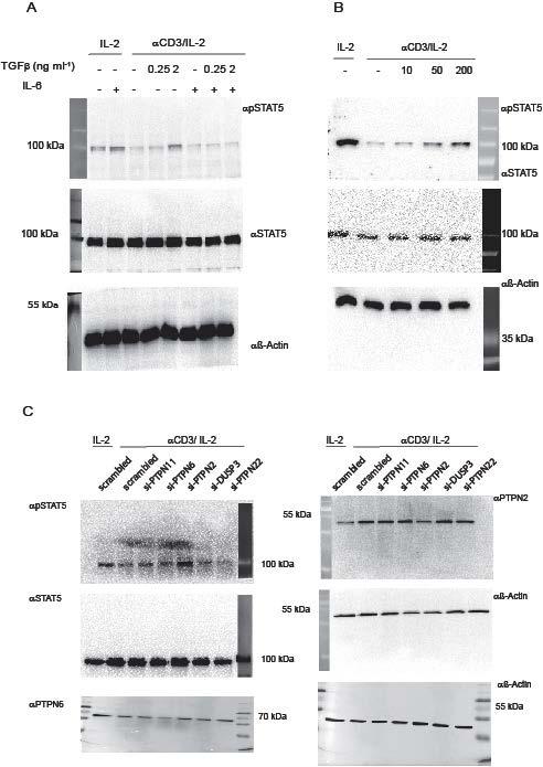 Supplementary Fig 10 full size scans of the Western blot images