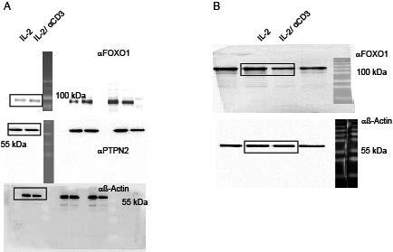 Supplementary Fig12 full size scans of the Western blot