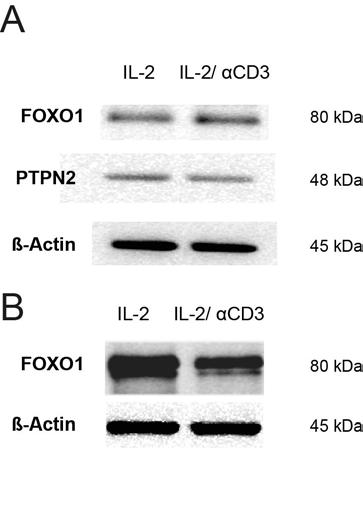 Supplementary Fig. 6 Supplementary Figure 6: TCR stimulation does not influence amounts of PTPN2 and FOXO1 in ntreg, but influences FOXO1 in itreg.