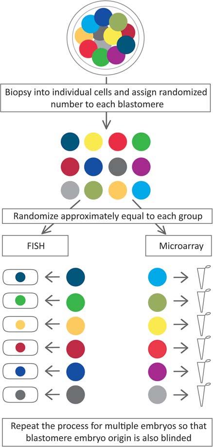 Microarray-based aneuploidy screening is more consistent than FISH 585 Statistics Samples were analyzed and a genetic result assigned.