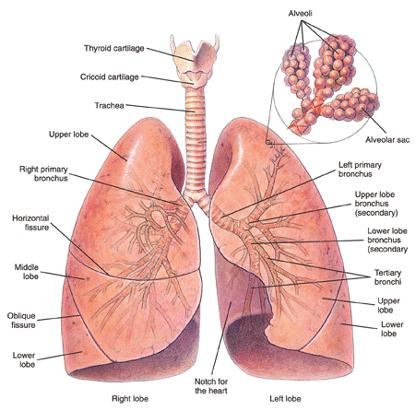Anatomy of the Lungs http://www.stylepinner.