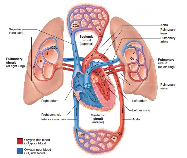 com/respiratory-system/57-the-lungs.