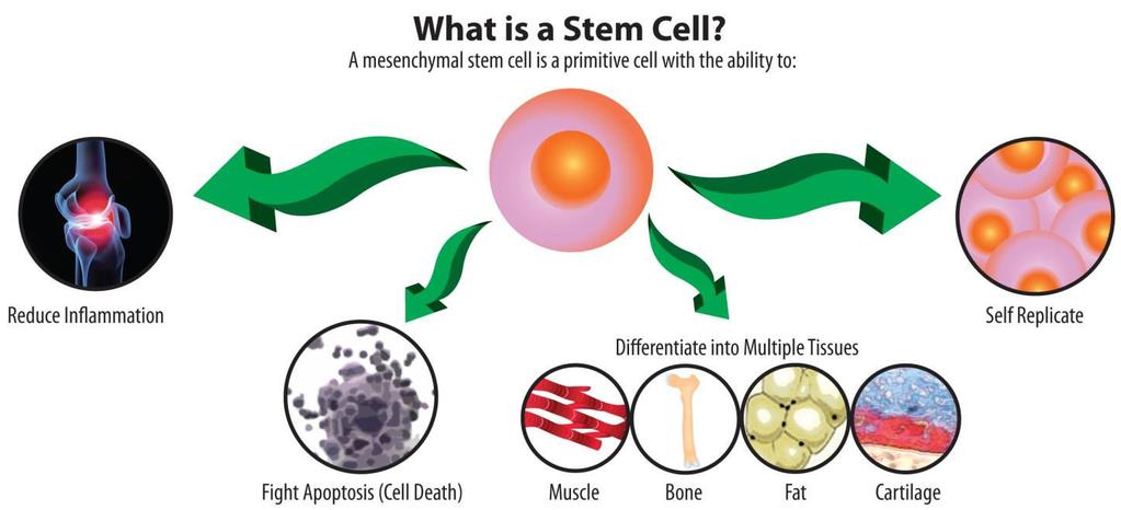 How Does Orthopedic Stem Cell Therapy Work? Mesenchymal stem cells (MSCs) are adult stem cells that can be found in bone marrow.