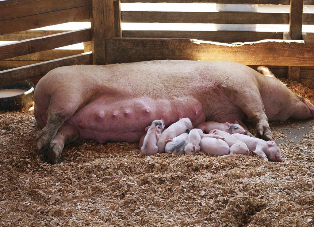 Natural Complete swine Feeds Natural Complete Sow Feeds Natural Sow Gestation Feed to desired body condition. Generally (4-6 lb) per gestating sow per day.
