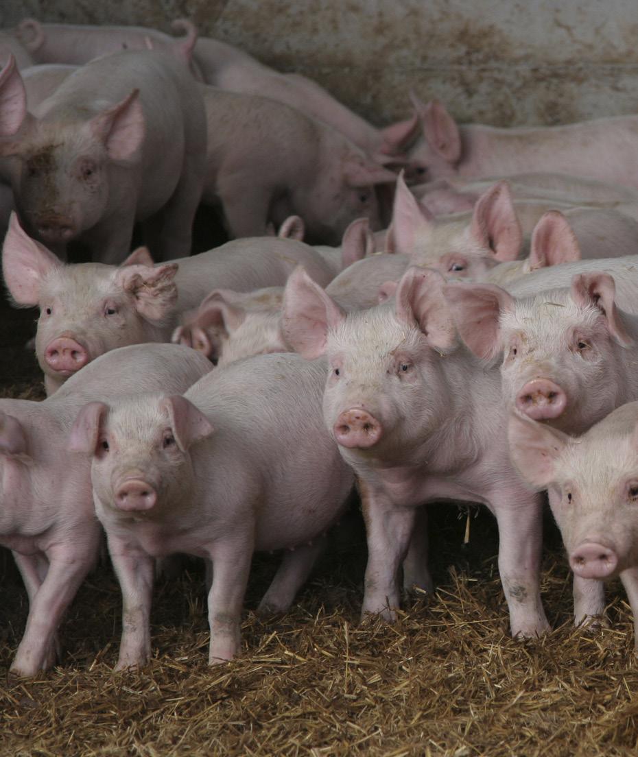 Natural-Pork Swine Feeding Program Does NOT Contain Antibiotics Animal Proteins Animal Fats Does Contain Milk Proteins to optimize protein quality and essential amino acid concentration Vegetable