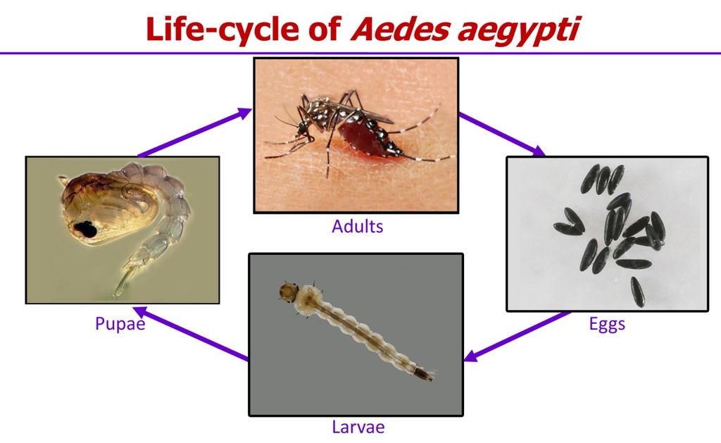 Life-cycle of Aedes aegypti 2 days Female lays 100 to 120 eggs inside containers (above water) five times in her life time. WHO/EHI Singapore Approximately 6 days Eggs can survive for up to 6 months.