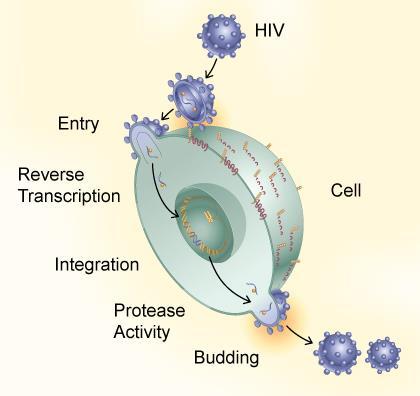 PRO 140 Overview 2 Humanized IgG4 monoclonal antibody that blocks HIV-1 from entering and infecting healthy immune cells Binds CCR5 with high affinity