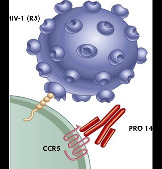 HIV-1 therapy Potently inhibits CCR5-mediated HIV-1 entry without blocking the natural activity of CCR5 in vitro High genetic barrier to virus resistance No