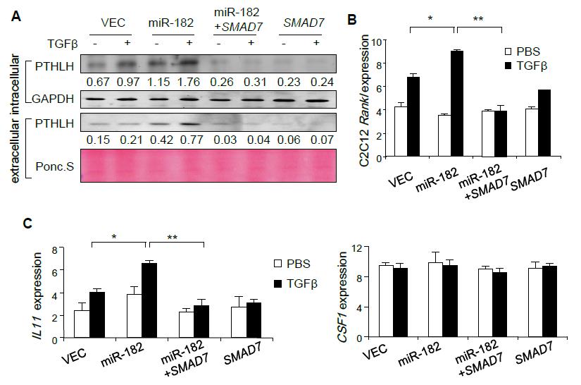 Supplementary Figure 10. The PTHLH-RANKL axis mediates the role of mir-182 in osteoclastogenesis. (A) PTHLH protein expression and secretion in SCP28 cells treated with TGFβ.
