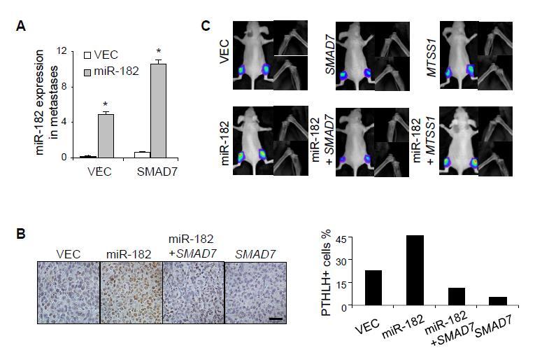 Supplementary Figure 11. SMAD7 rescued mir-182 s effects in TGFβ-induced bone colonization.