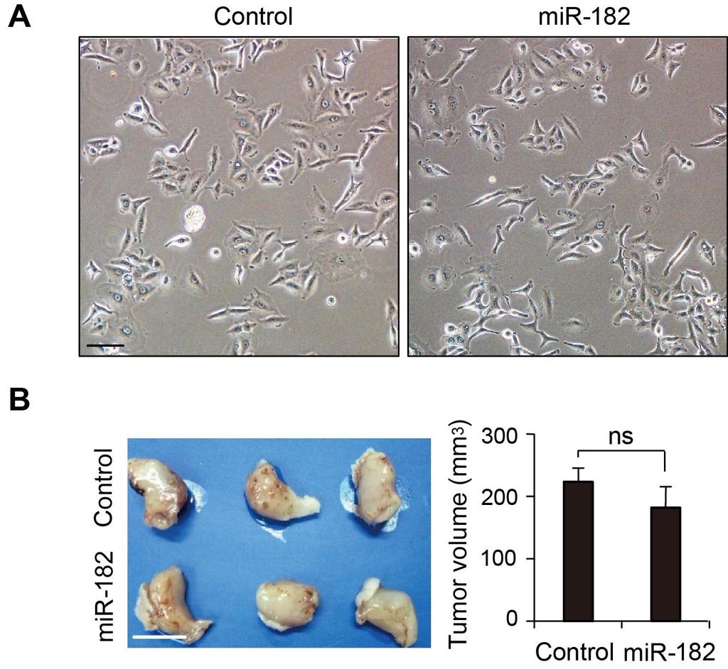 Supplementary Figure 4. mir-182 overexpression does not regulate cancer cell morphology or primary tumor growth. (A) Morphological change of A549 after overexpression mir-182.