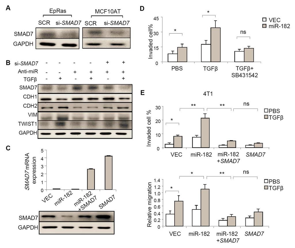 Supplementary Figure 8. SMAD7 mediates the role of mir-182 in EMT and cell invasiveness. (A) The efficiency of SMAD7 sirna in EpRas and MCF10AT.