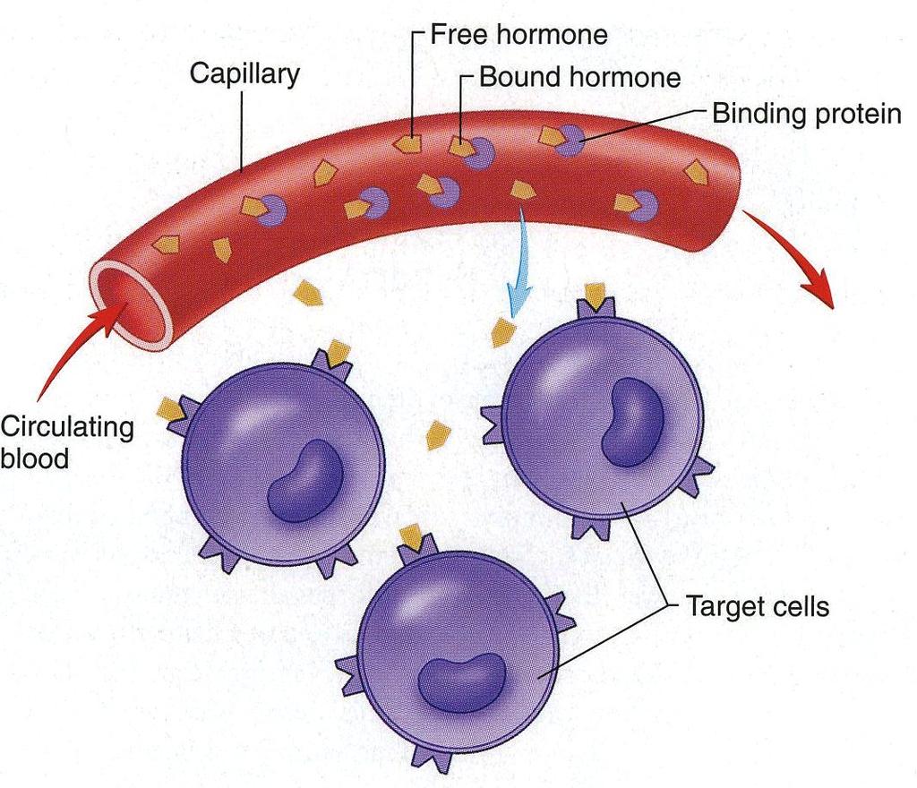 IV. Transport & Distribution in the body 2 main ways to transport hormones in the blood 1. Unbound Hormones 2.