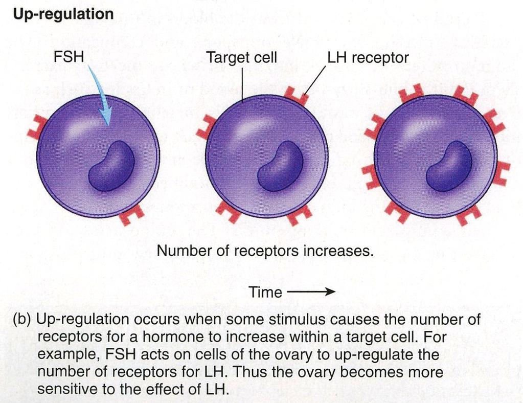 VI. Interactions of hormones w/their target tissues 1.