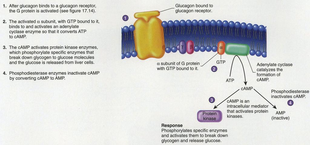 G-proteins Fig 7.