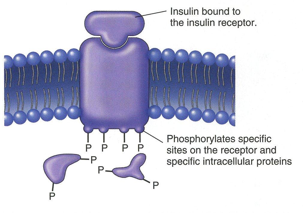 2. Receptors that directly alter the activity of intracellular enzymes Some are bound & a portion of the receptor on the inner surface of the membrane acts as a phosphorylase enzyme that