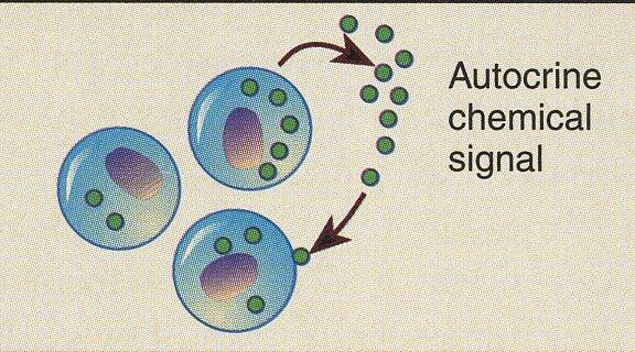 I. General Char. of the Endocrine Syst. Intercellular chemical signals 1.