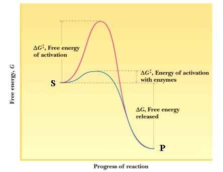 Enzymes: all enzymes are proteins catalysts speed up reactions by lowering the activation energy (ΔG ), T by changing the thermodynamics of the reaction (ΔG ) tabilization of the transition state