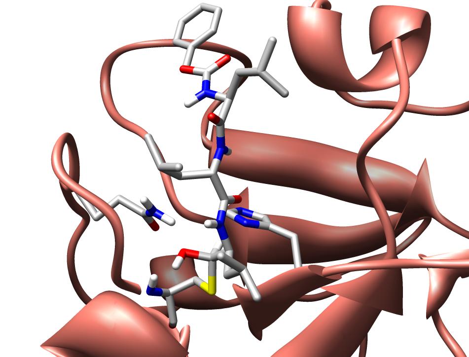 tructure of papain with a bound inhibitor Asn 19 is 157 oxyanion hole Cys 25 pdb code: 1BP4 papain Asn 19 Cys 25 oxyanion hole 155 Aspartyl Protease