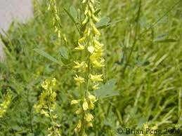 Oral Anticoagulant Drugs Spoiled sweet clover caused hemorrhage in