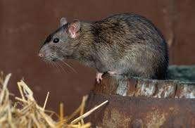 Initially used as rodenticides, still very effective, more than