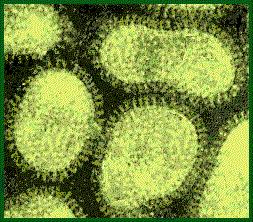 Influenza Vaccine: HA = Major Surface Protein