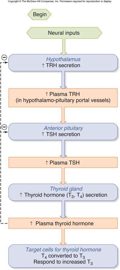 Control of Thyroid Func6on Follicular cells controlled by TSH TSH