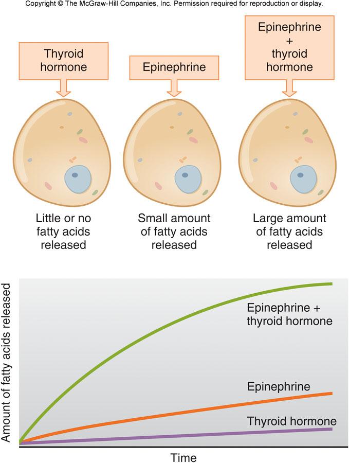 Mechanism of Hormone Ac6on Hormone Interac6ons Synergis6c effects - Epi/NE on heart - FSH/LH on spermatogenesis