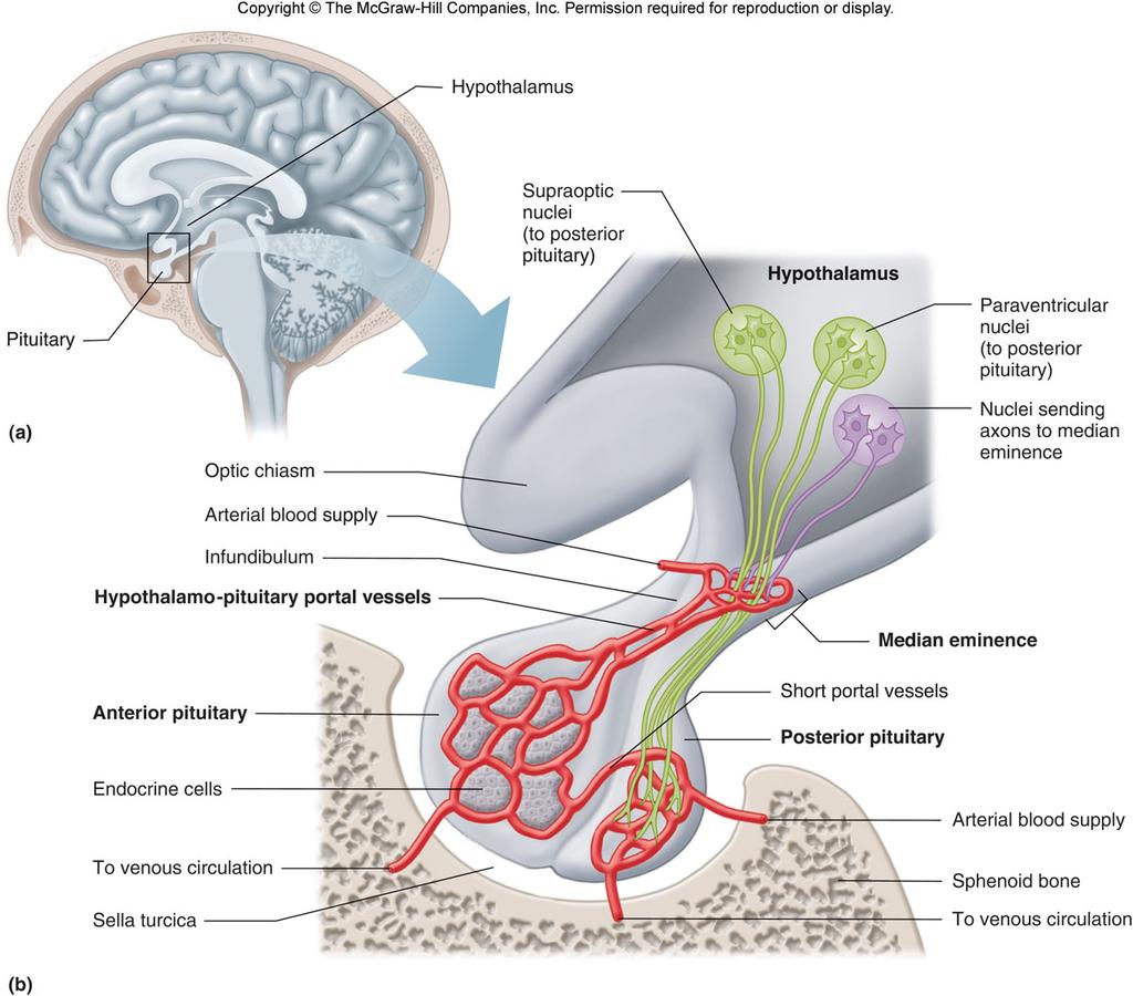 The Hypothalamus