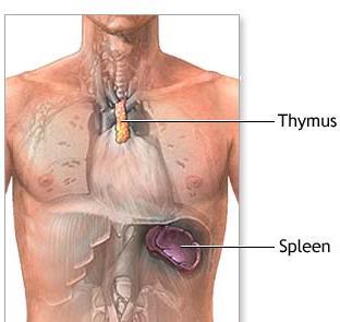 Function: Thymus controls the immune system development of