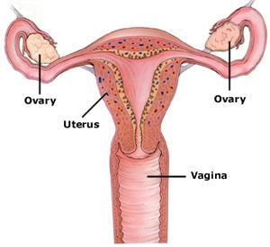 Ovaries Two main hormones: Estrogen create female secondary sex