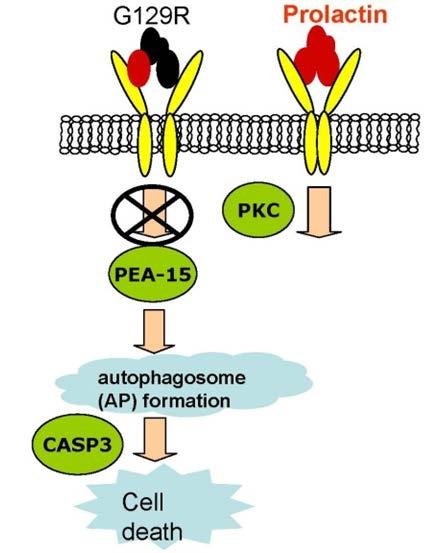 Prolanta s Mechanisms of Action Programmed cell death: Autophagy Downregulate GST