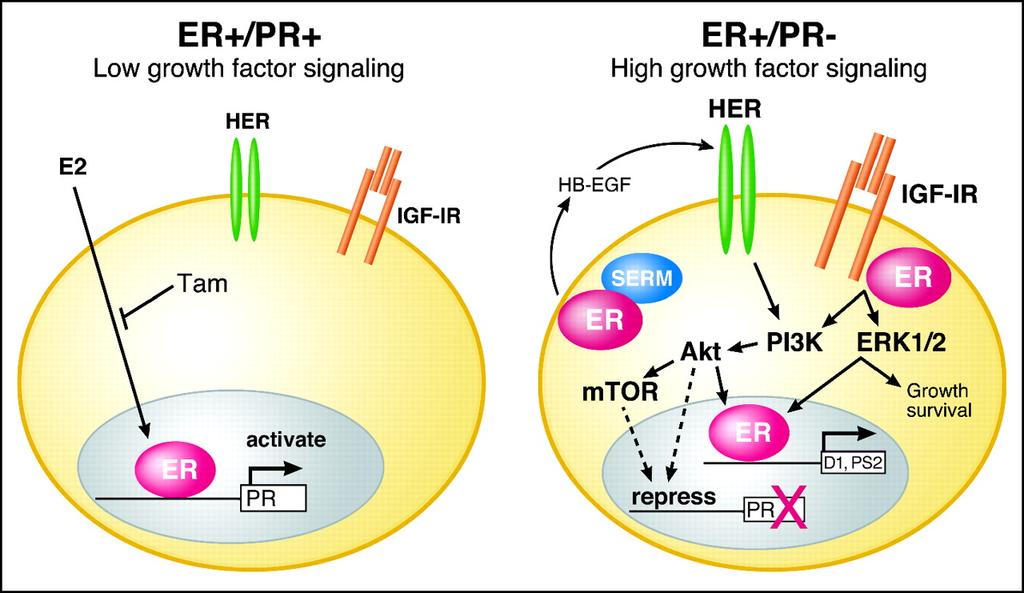 ER pos HER2 pos Chemo + T as efficient as in ER neg Hormone therapy JCO 2005 Cui et al Tamoxifen: relative