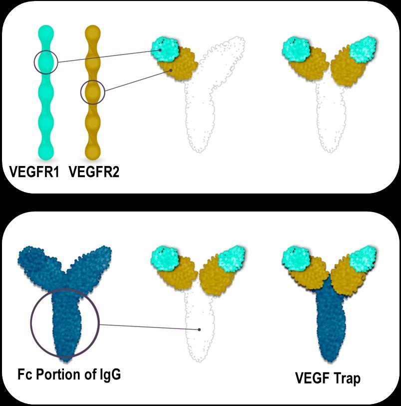 Aflibercept: Structure Fusion protein of key domains from human VEGF receptors 1 and 2 with human IgG Fc¹ Blocks all human VEGF-A isoforms, VEGF-B, and placental growth factor (PlGF)²