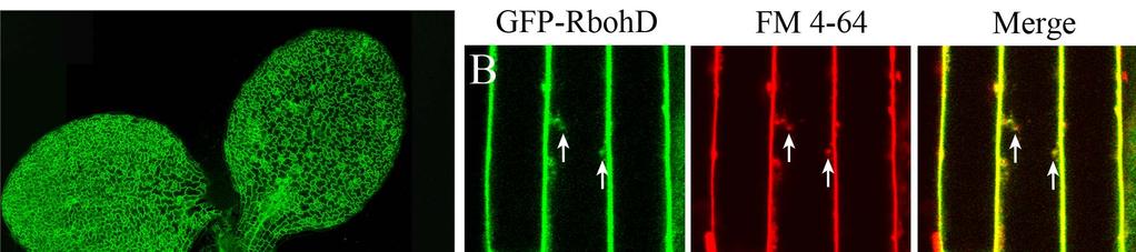 Supplemental Figure 1. Confocal Images and VA-TIRFM Analysis of GFP-RbohD in Arabidopsis Seedlings.