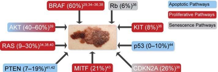 Molecular Pathways in Melanoma Key signalling pathways that are important in melanoma and that represent potential novel therapeutic targets have been identified 1 Alterations in several oncogenes,