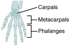 articulated skeleton Also, inside your bone box, there should be an articulated hand Get it out Look at the fingers on your own hand Bend them The bones are called phalanges Notice, as you bend them,