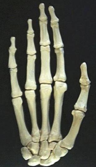 Find the thumb on the articulated skeleton & articulated hand B Now, look at your own palm Looking at the articulated hand, notice the bones in your palm look a lot like phalanges, don t they?