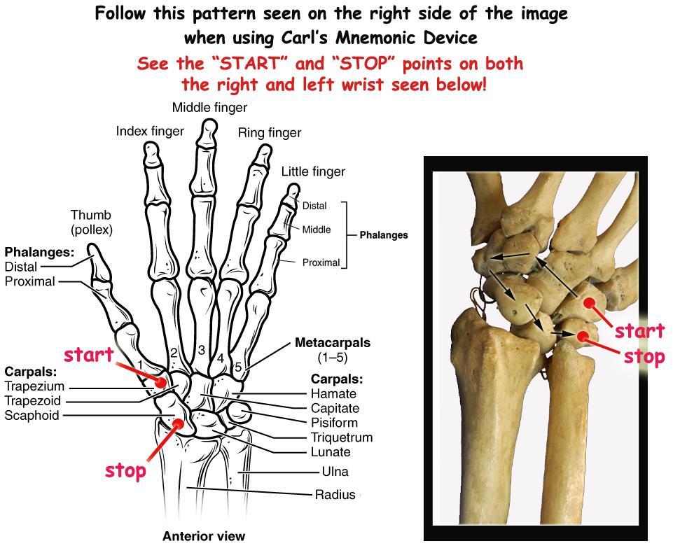 #3 Study the Carpal bones (the carpus ) There are 2 rows of carpal bones (proximal & distal) I will only test you and the ANTERIOR PALM (notice there is 1 extra bone on that side the pisiform sits on